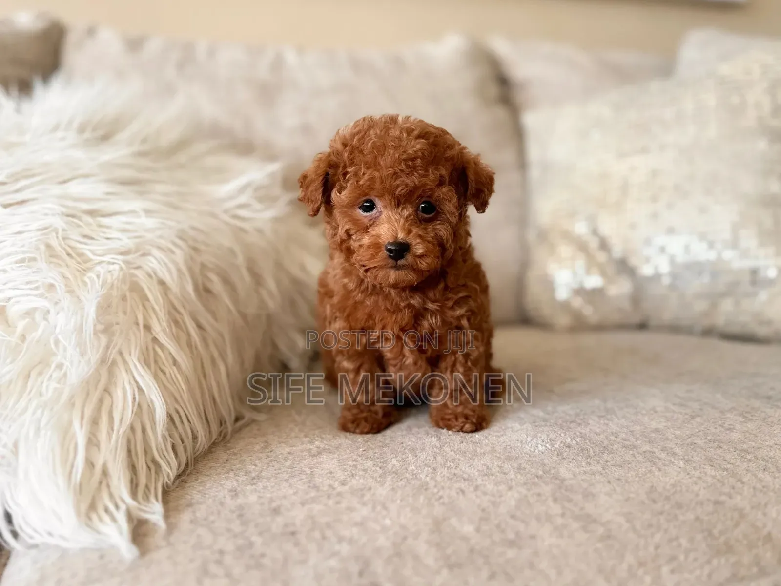 1-3 months Male Purebred Poodle