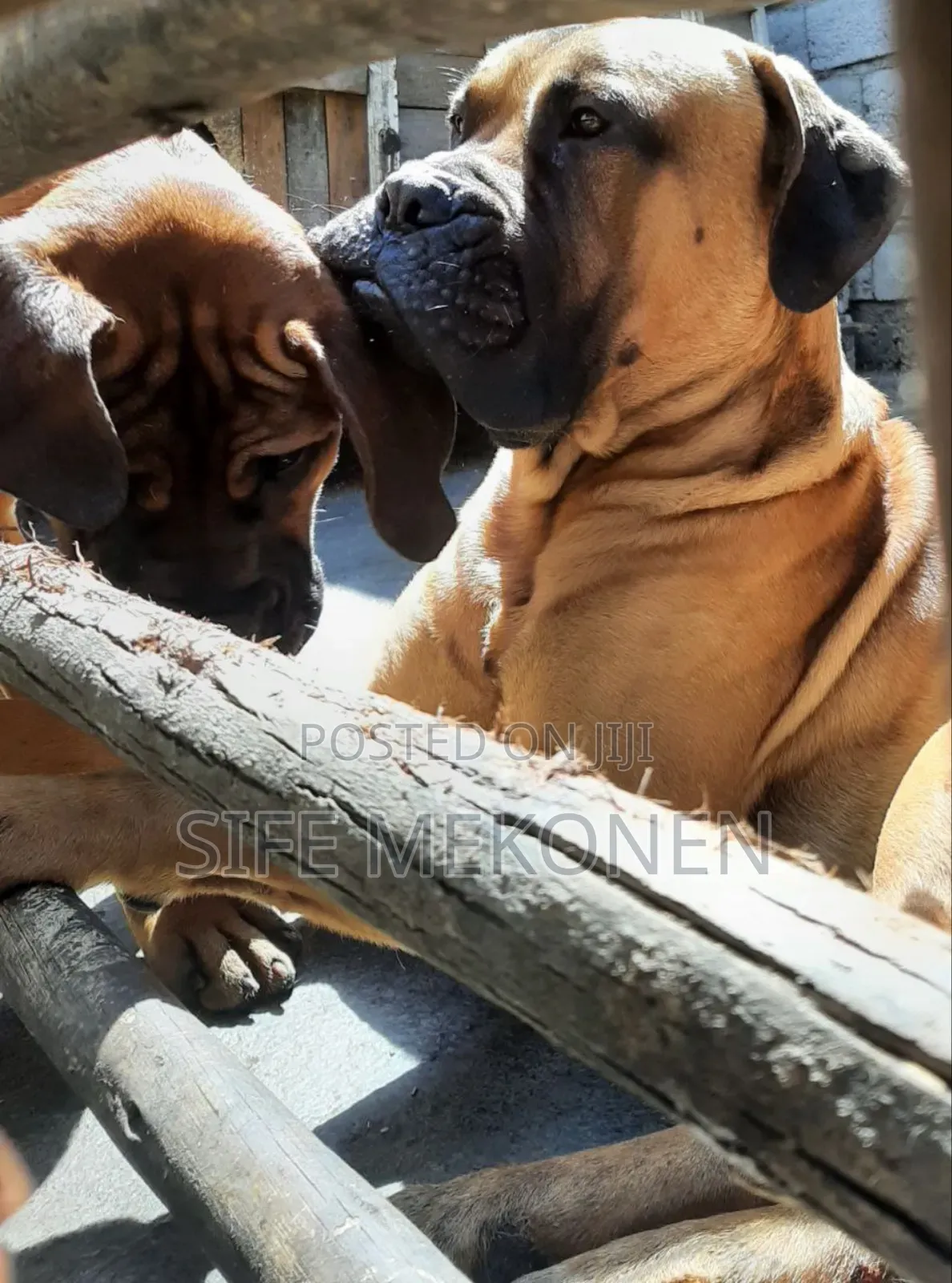 1-3 months Male Purebred Boerboel