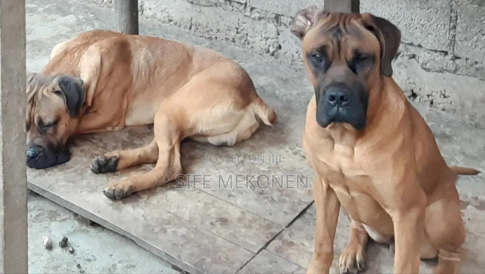 1-3 months Male Purebred Boerboel