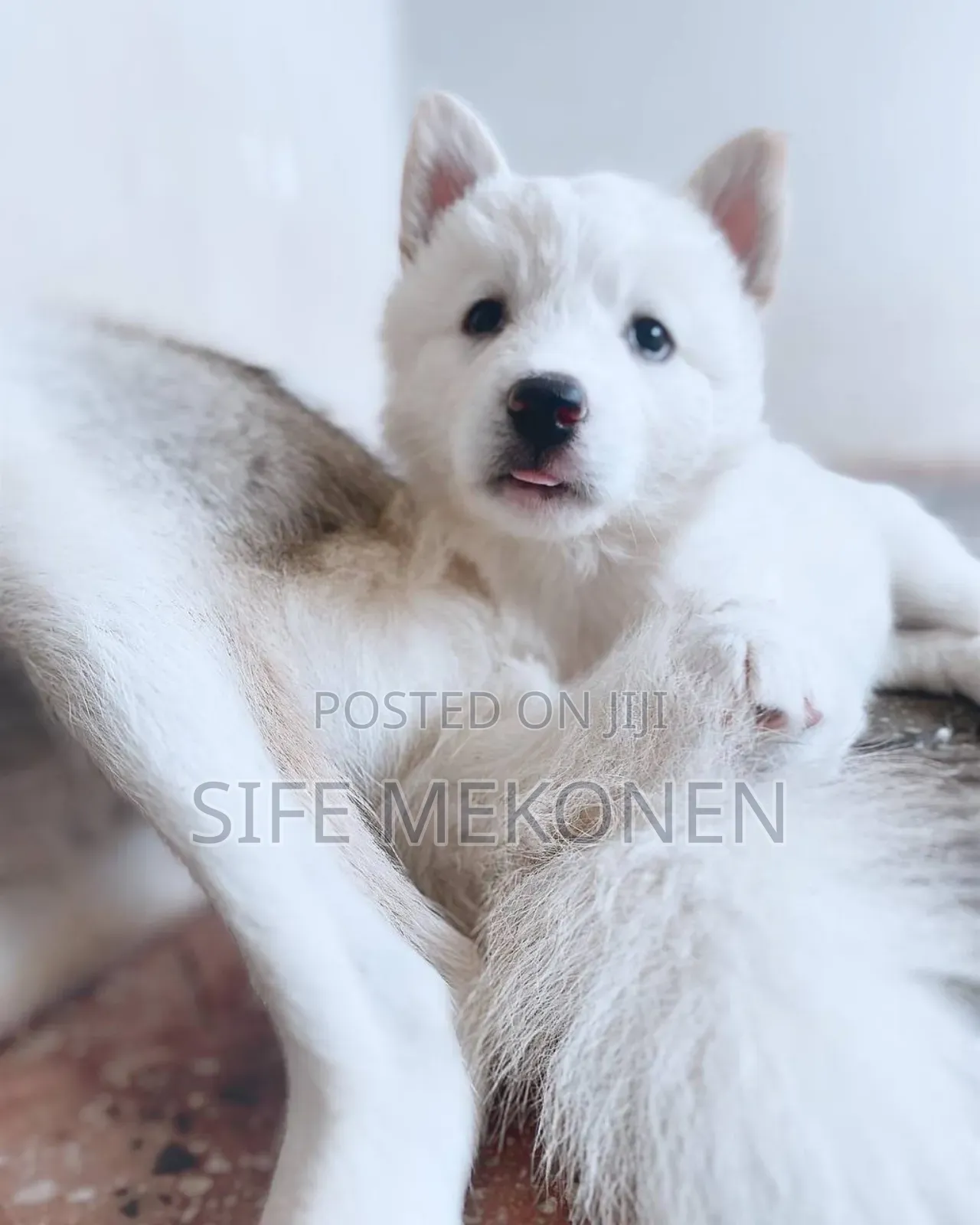 1-3 months Male Purebred Siberian Husky