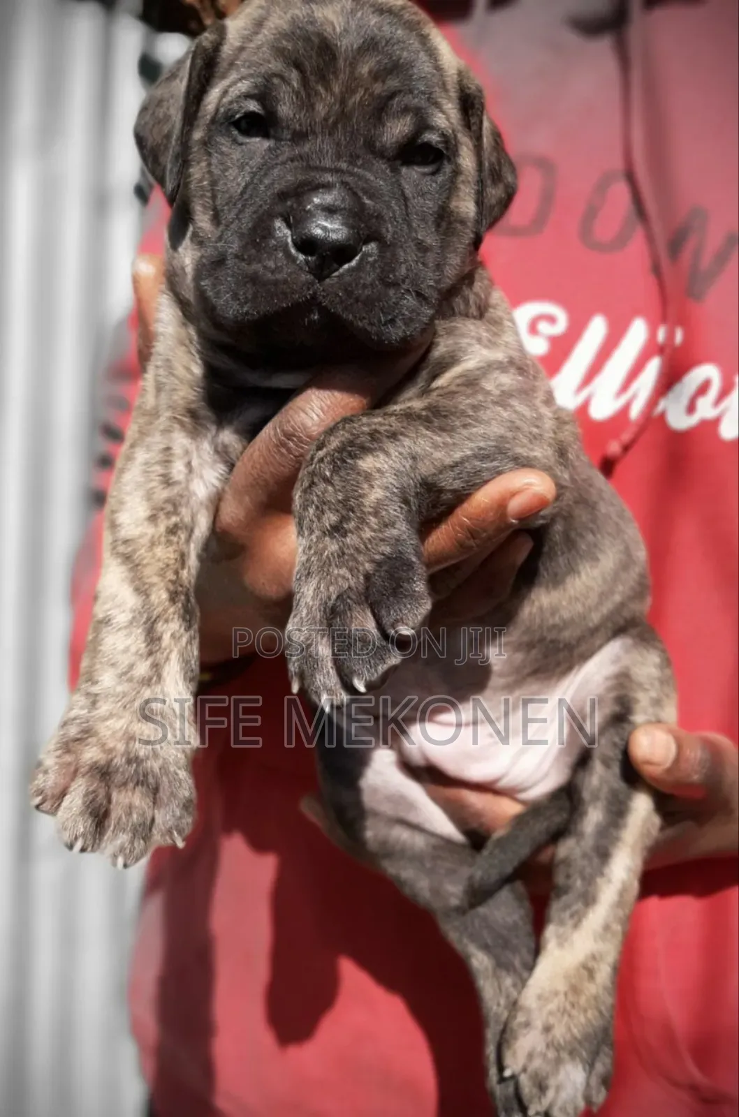 1-3 months Male Purebred Boerboel