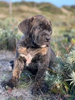 1-3 months Male Purebred Boerboel