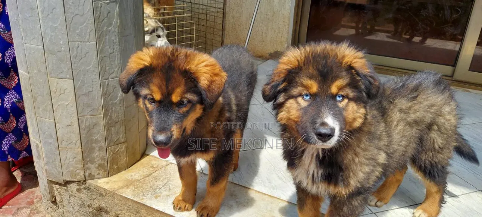 1-3 months Male Purebred Caucasian Shepherd