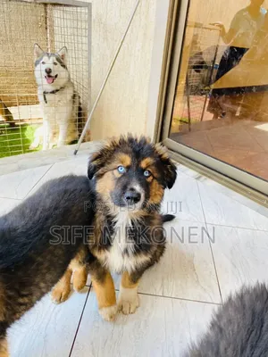 1-3 months Male Purebred Caucasian Shepherd