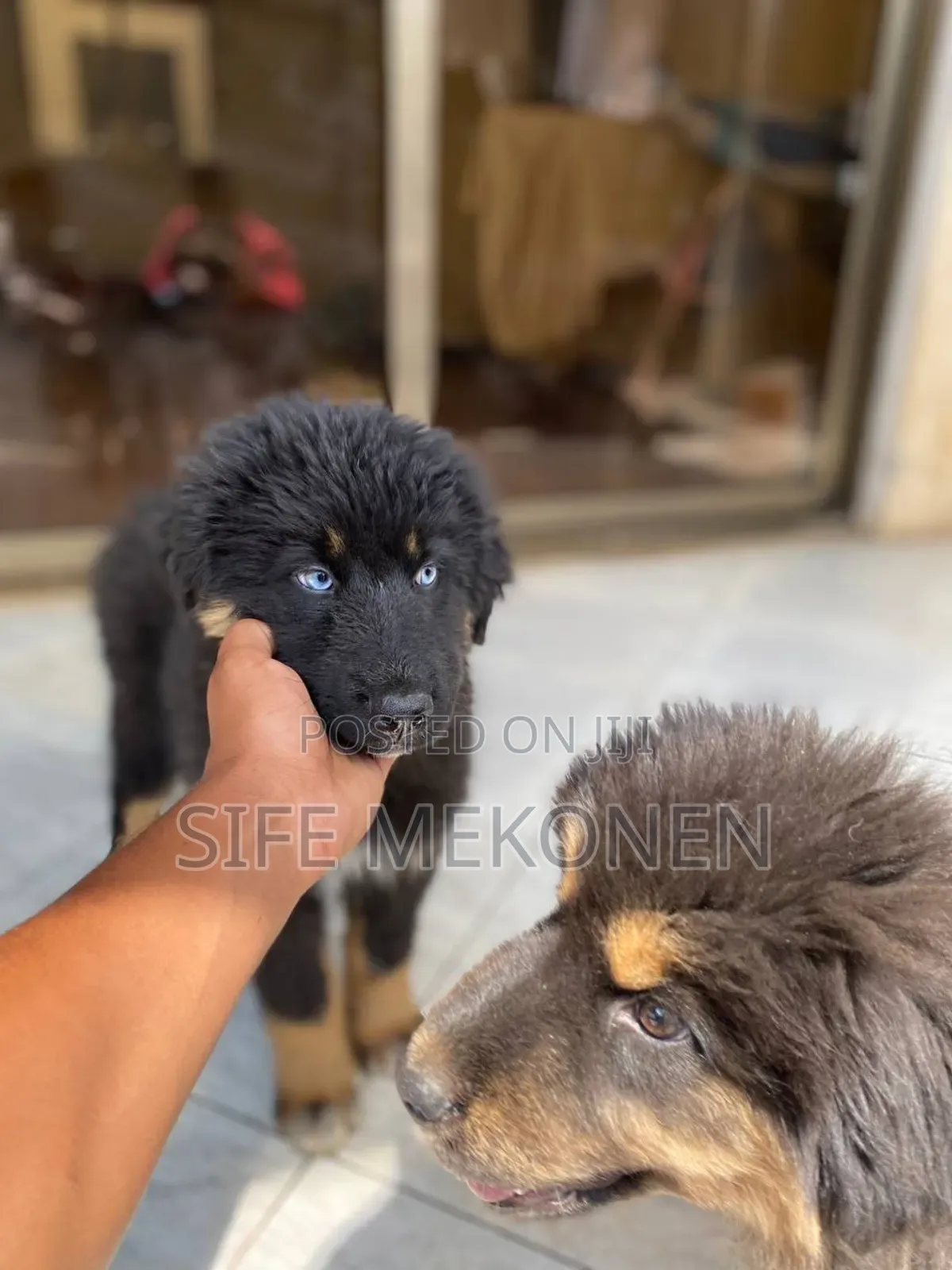 1-3 months Male Purebred Caucasian Shepherd