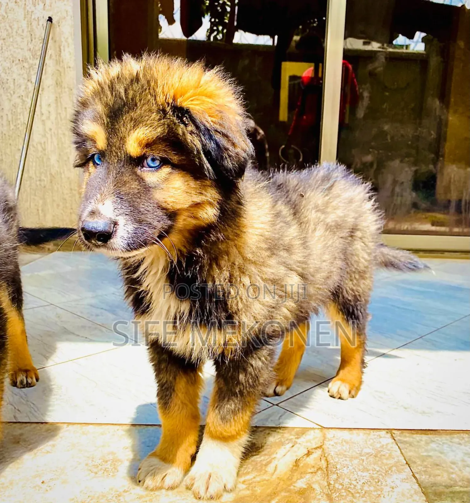 1-3 months Male Purebred Caucasian Shepherd