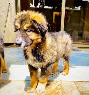 1-3 months Male Purebred Caucasian Shepherd