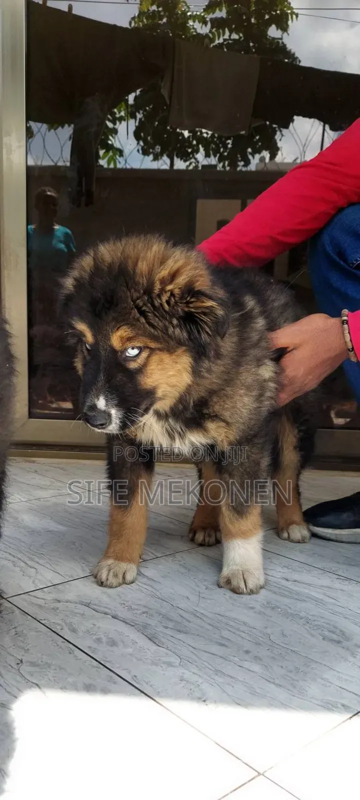 1-3 months Male Purebred Caucasian Shepherd
