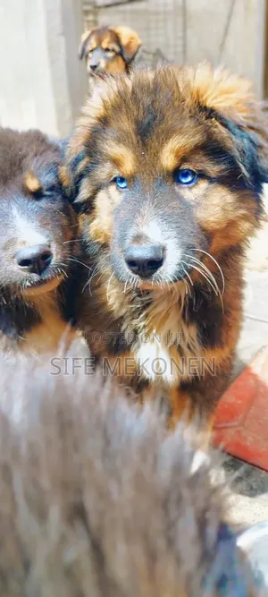 1-3 months Male Purebred Caucasian Shepherd