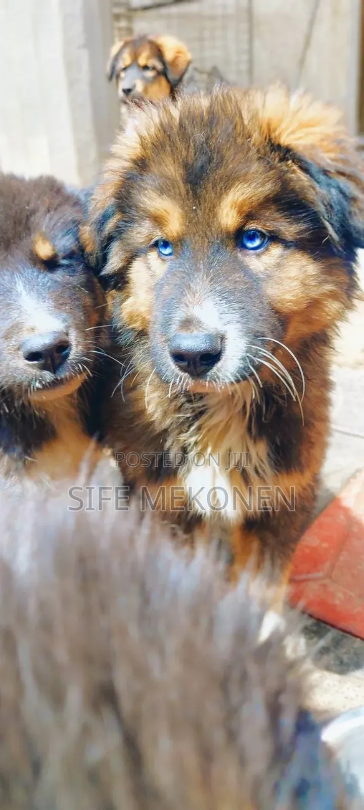 1-3 months Male Purebred Caucasian Shepherd