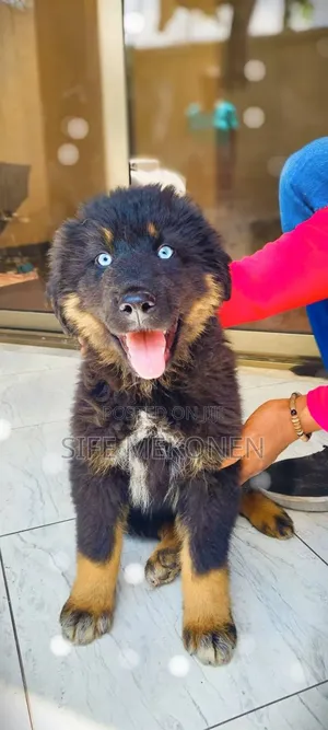 Photo - 1-3 months Male Purebred Caucasian Shepherd