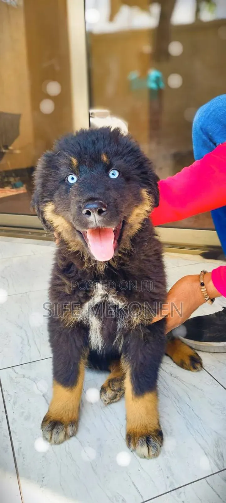 1-3 months Male Purebred Caucasian Shepherd
