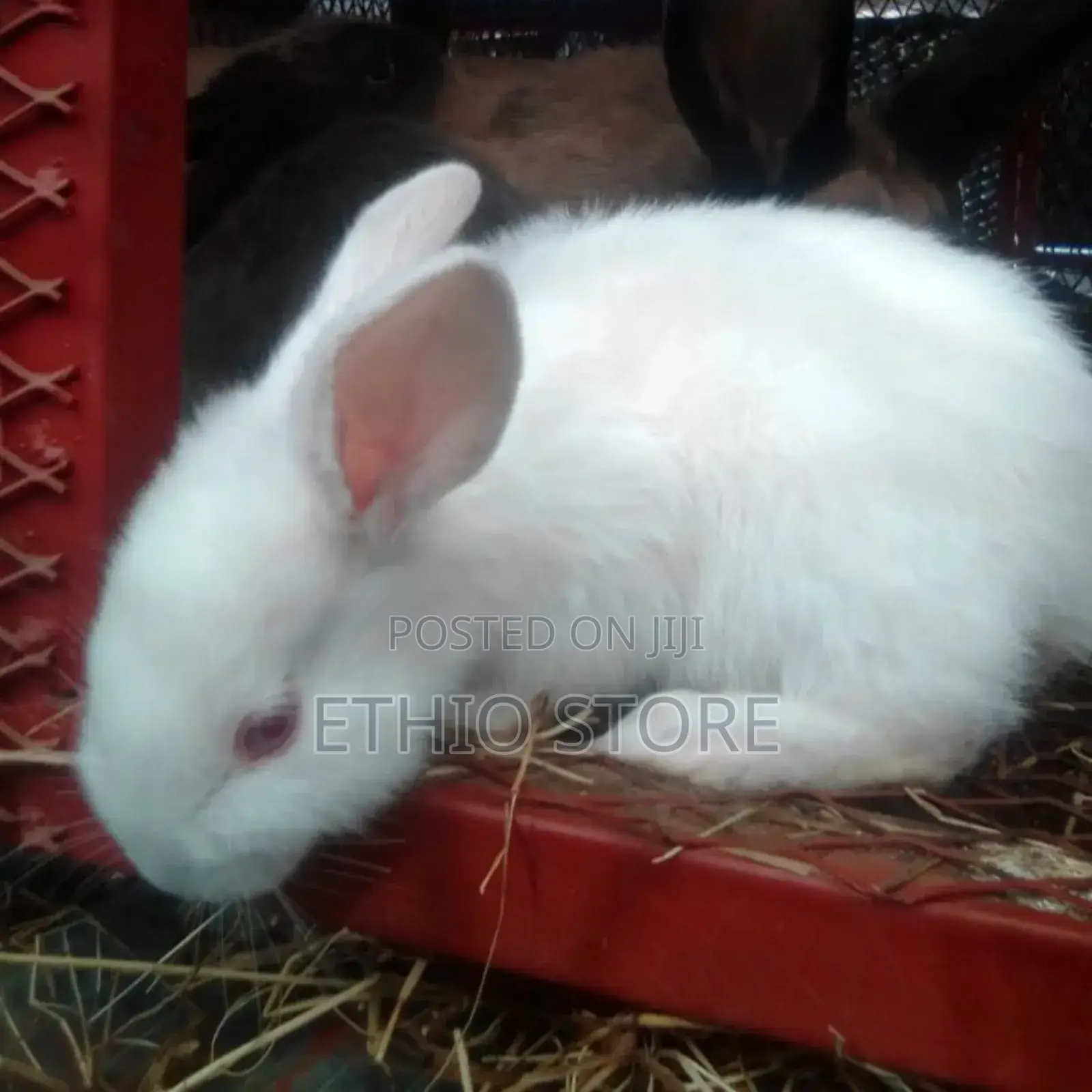 Newzealand Big Discount Be Fast