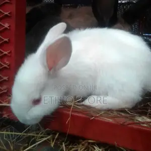 Newzealand Big Discount Be Fast