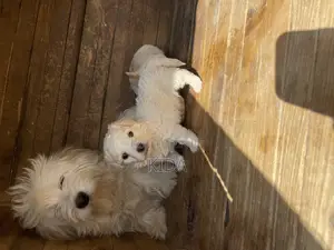 1-3 months Male Purebred Maltese