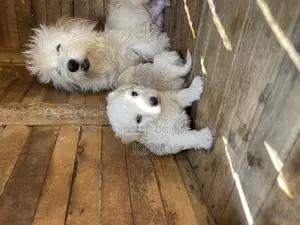 1-3 months Male Purebred Maltese