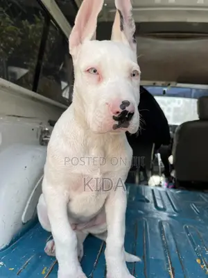 1-3 months Male Purebred Great Dane