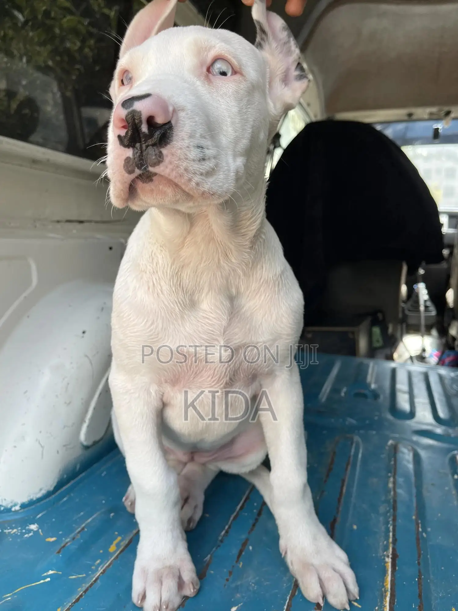 1-3 months Male Purebred Great Dane