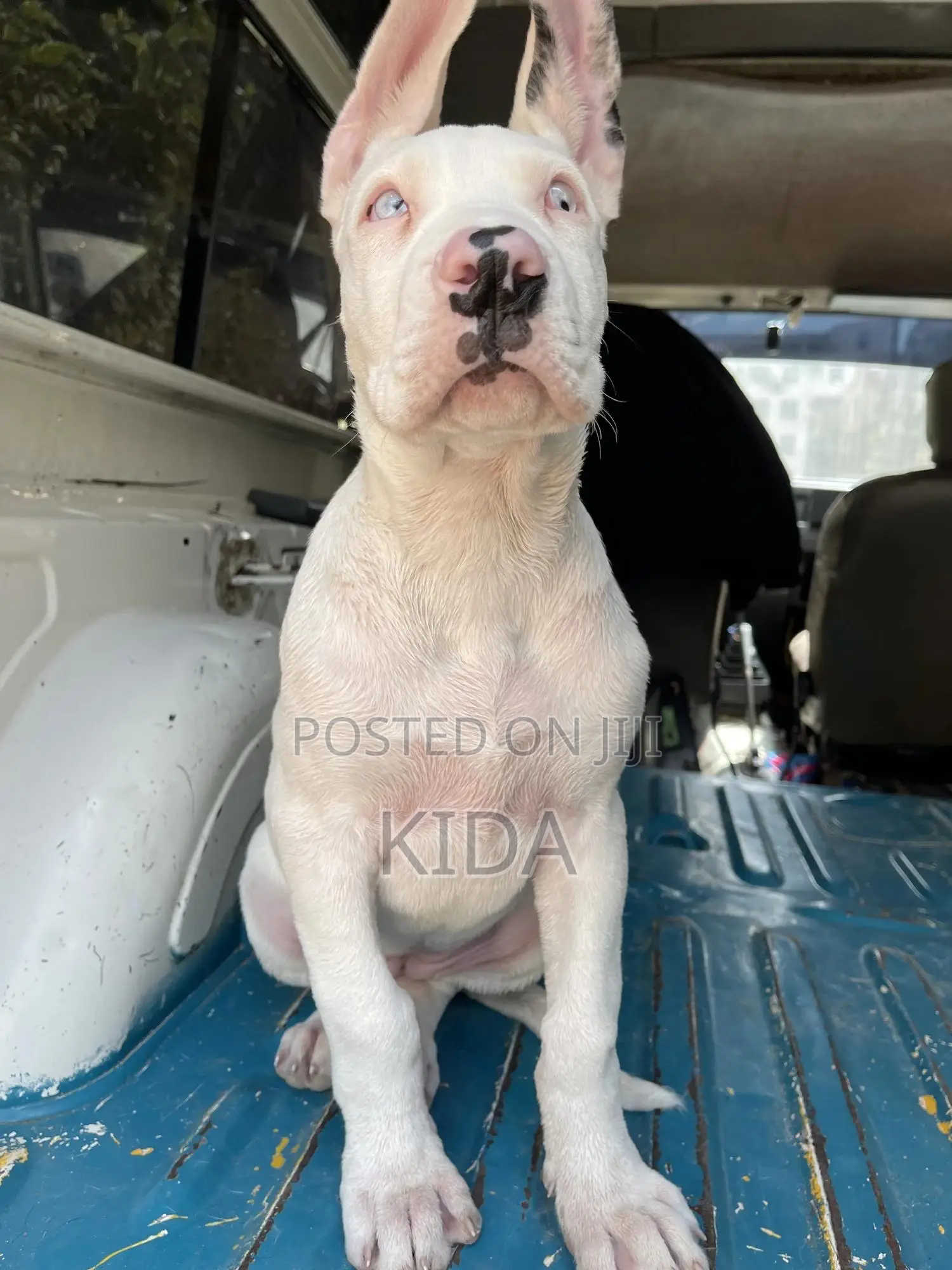 1-3 months Male Purebred Great Dane