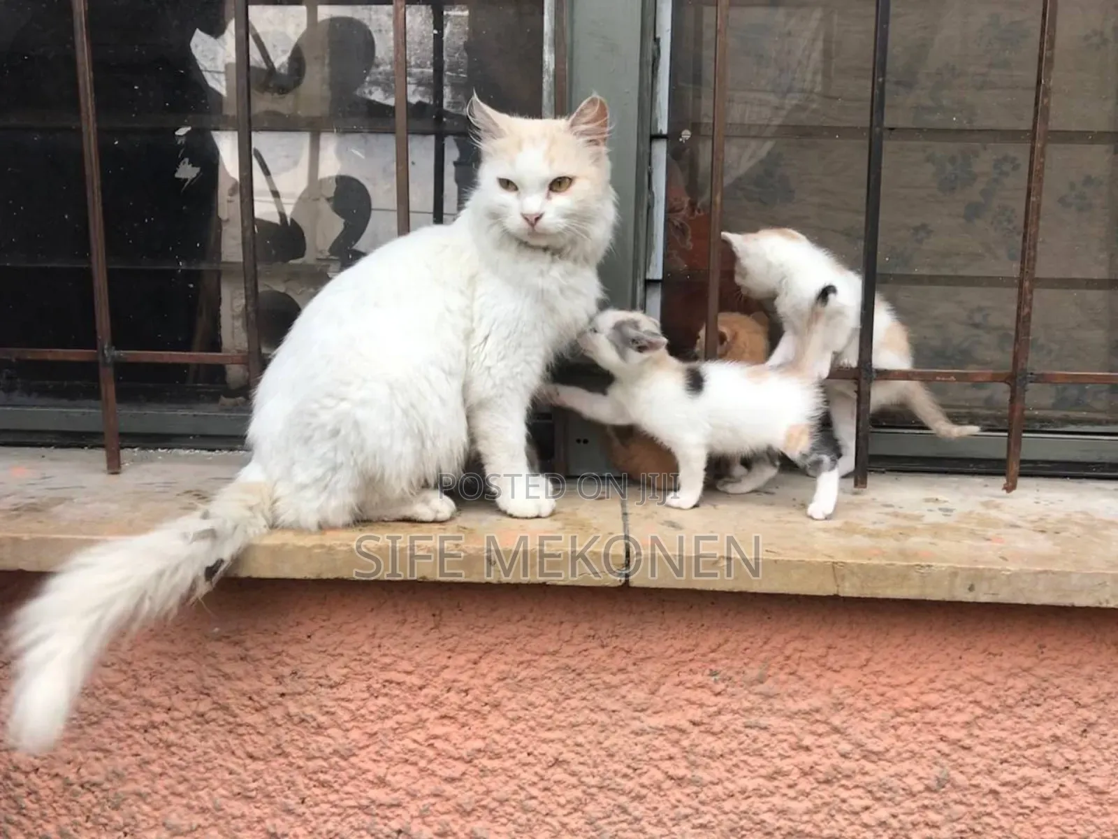 1-3 months Female Purebred British Shorthair