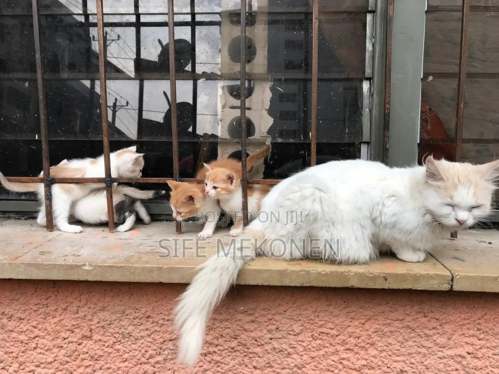 1-3 months Female Purebred British Shorthair