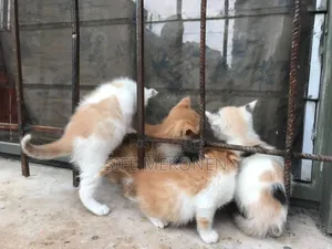 1-3 months Female Purebred British Shorthair