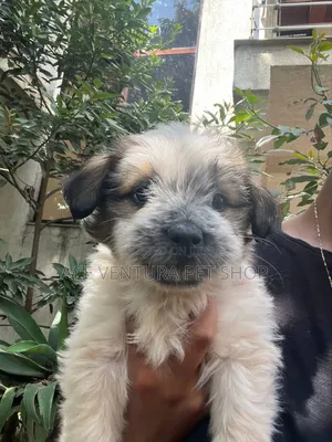 Photo - 1-3 months Male Purebred Maltese