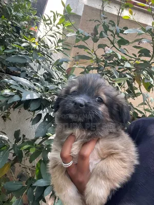 1-3 months Male Purebred Maltese