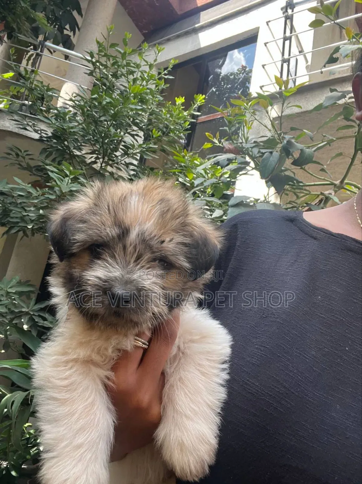 1-3 months Male Purebred Maltese