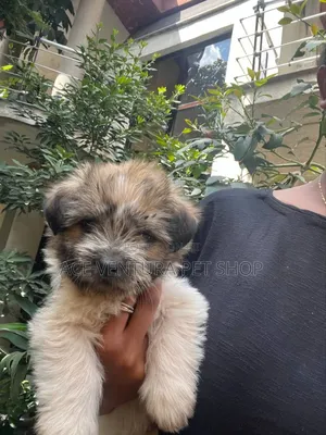 1-3 months Male Purebred Maltese