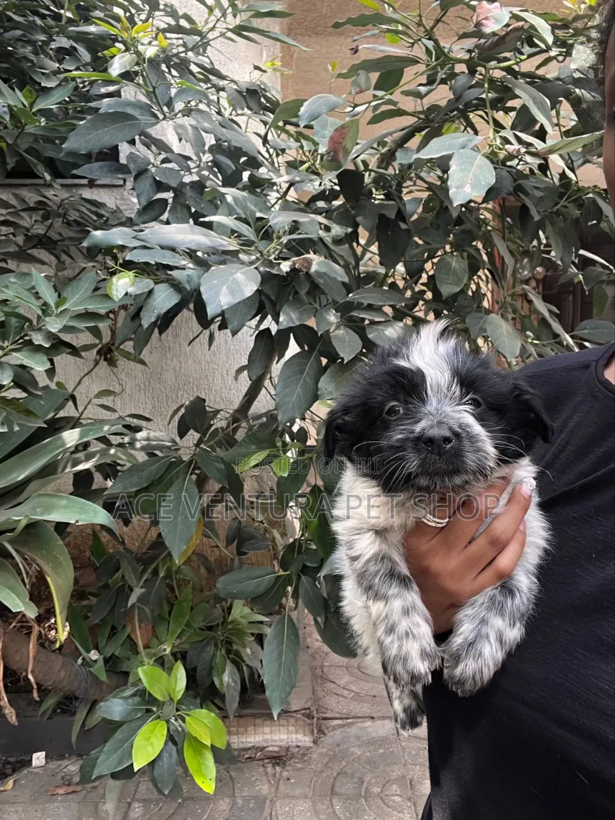 1-3 months Male Purebred Maltese