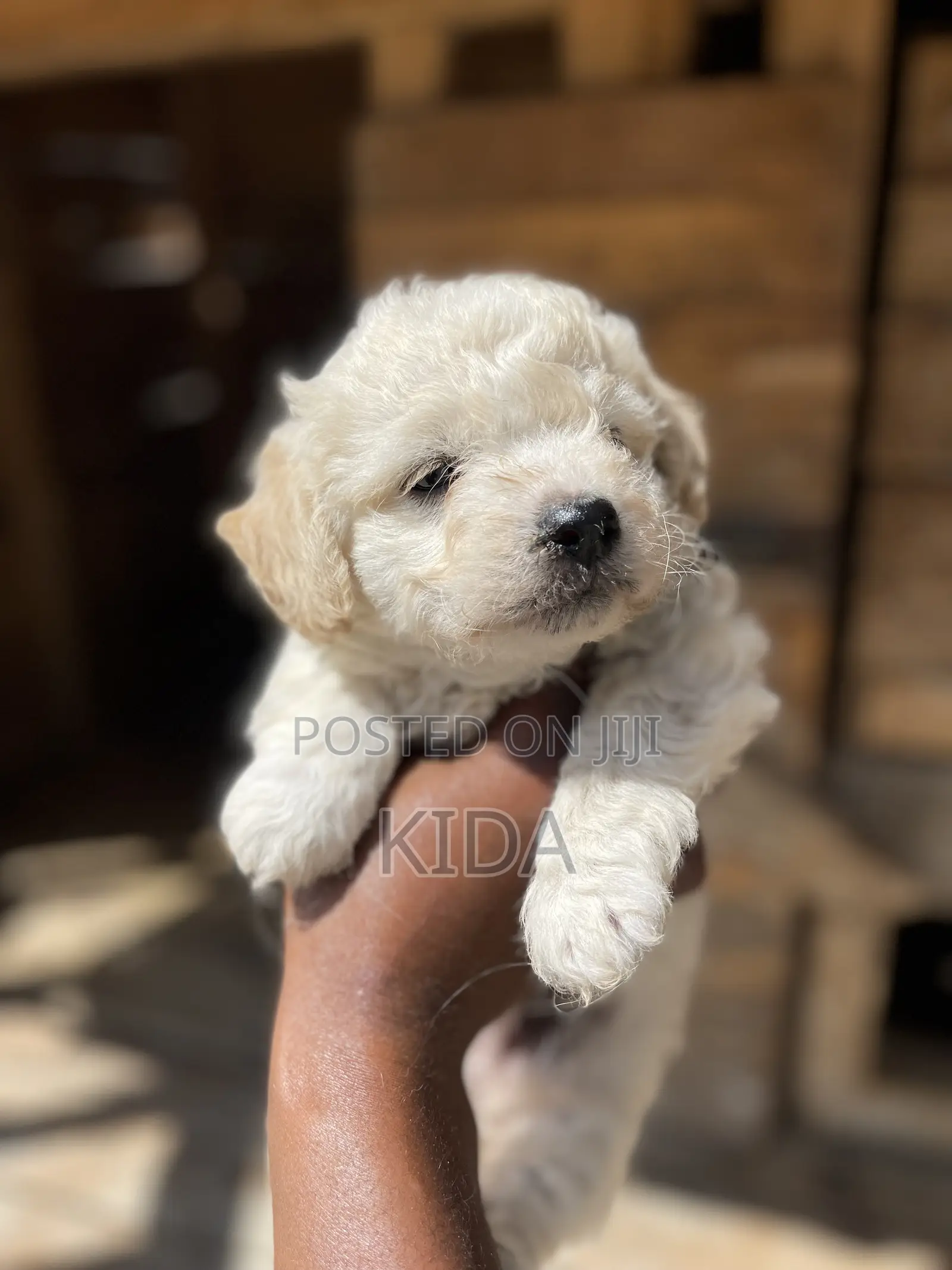 1-3 months Male Purebred Maltese