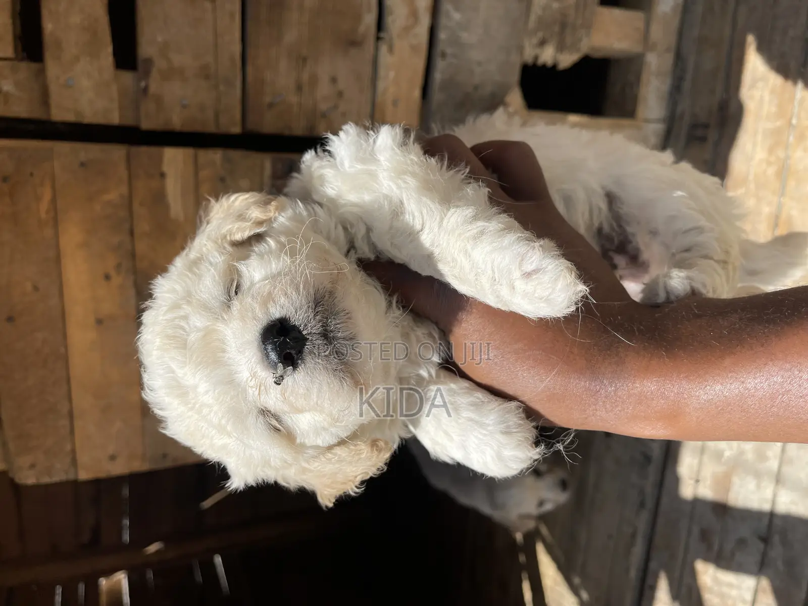 1-3 months Male Purebred Maltese