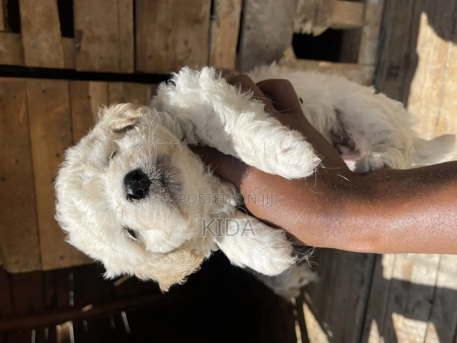 1-3 months Male Purebred Maltese