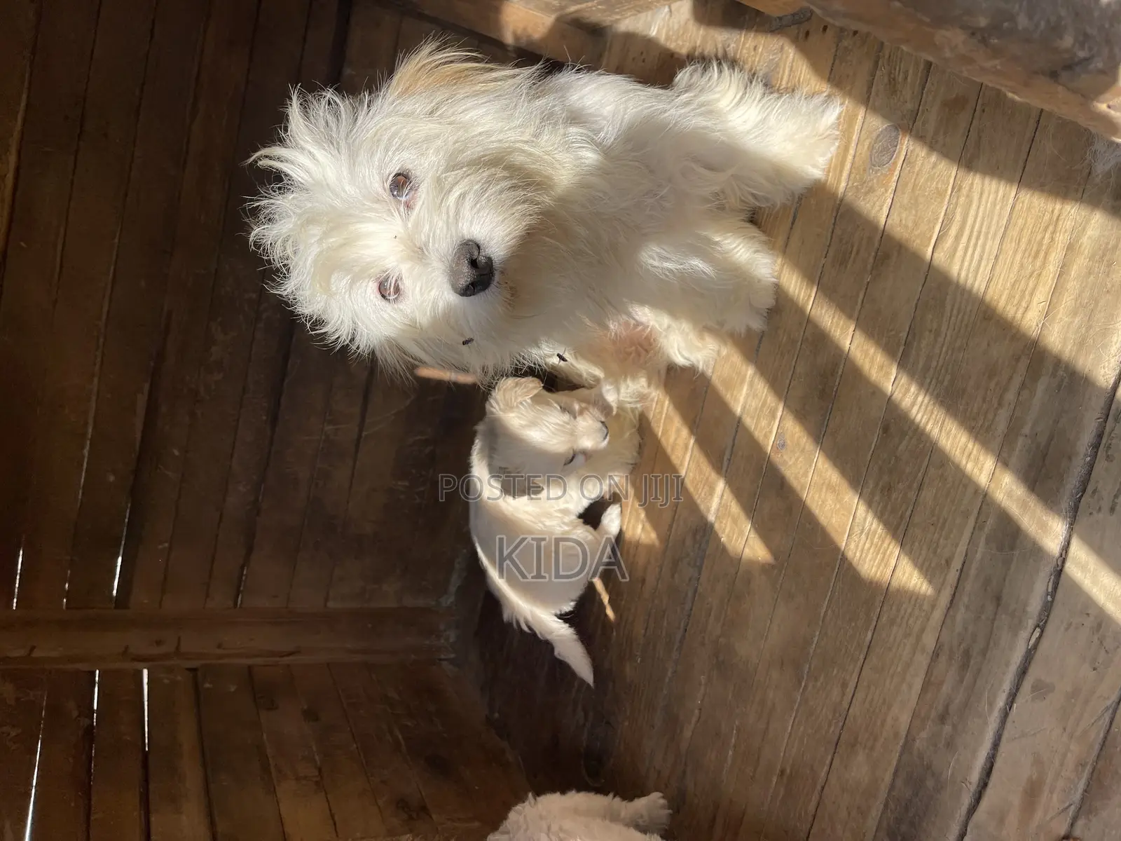 1-3 months Male Purebred Maltese