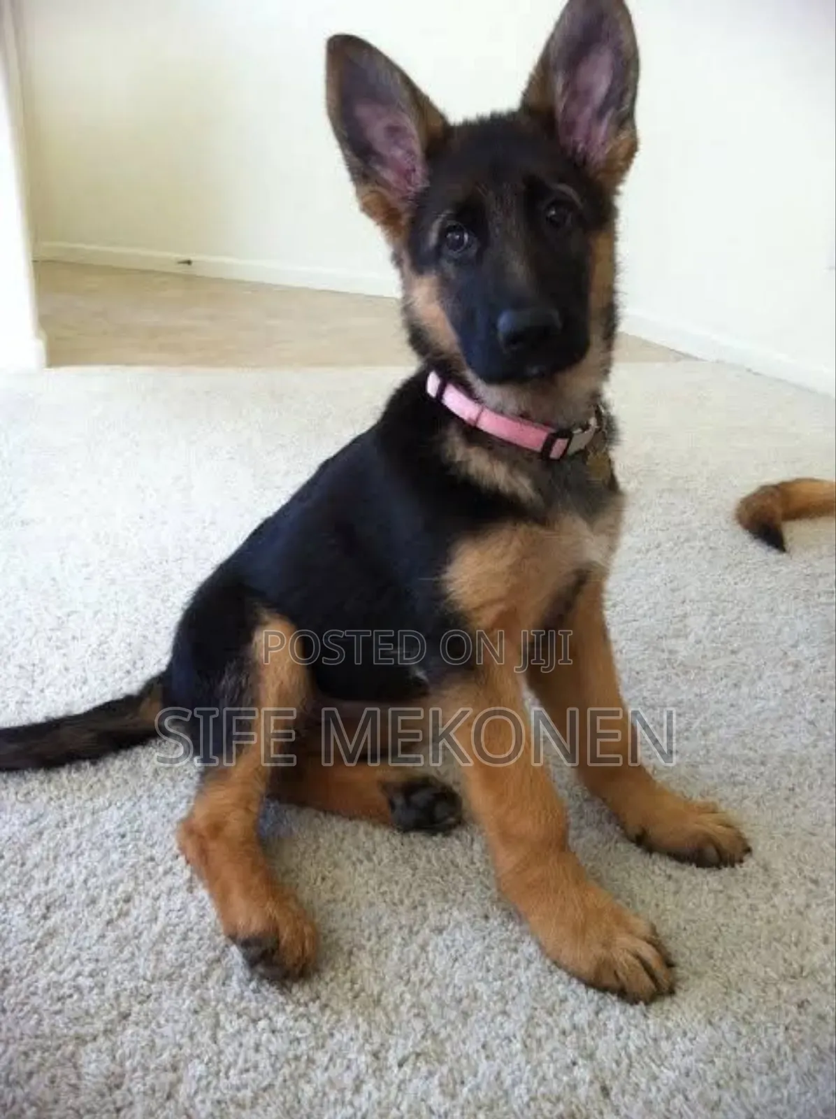 0-1 month Male Purebred German Shepherd