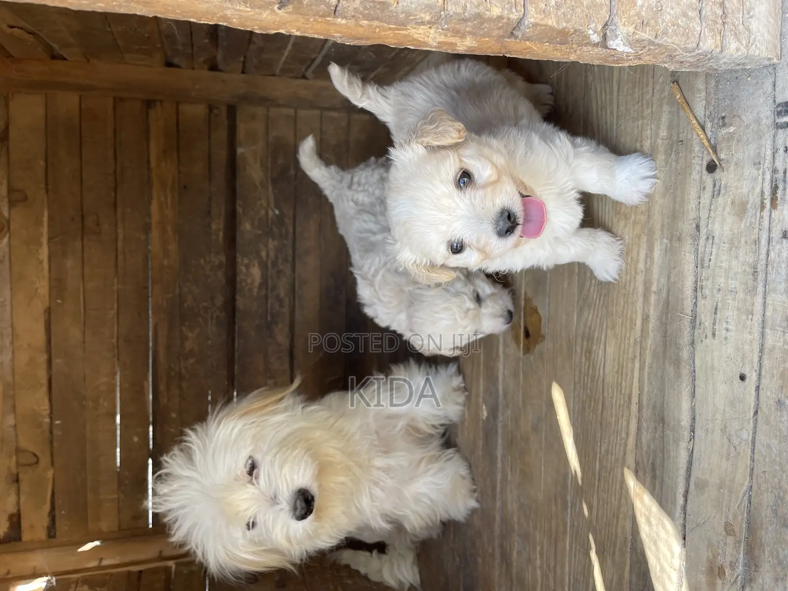 1-3 months Male Purebred Maltese