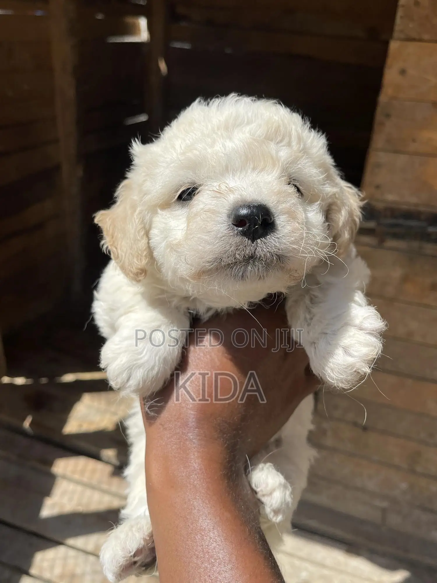 1-3 months Male Purebred Maltese