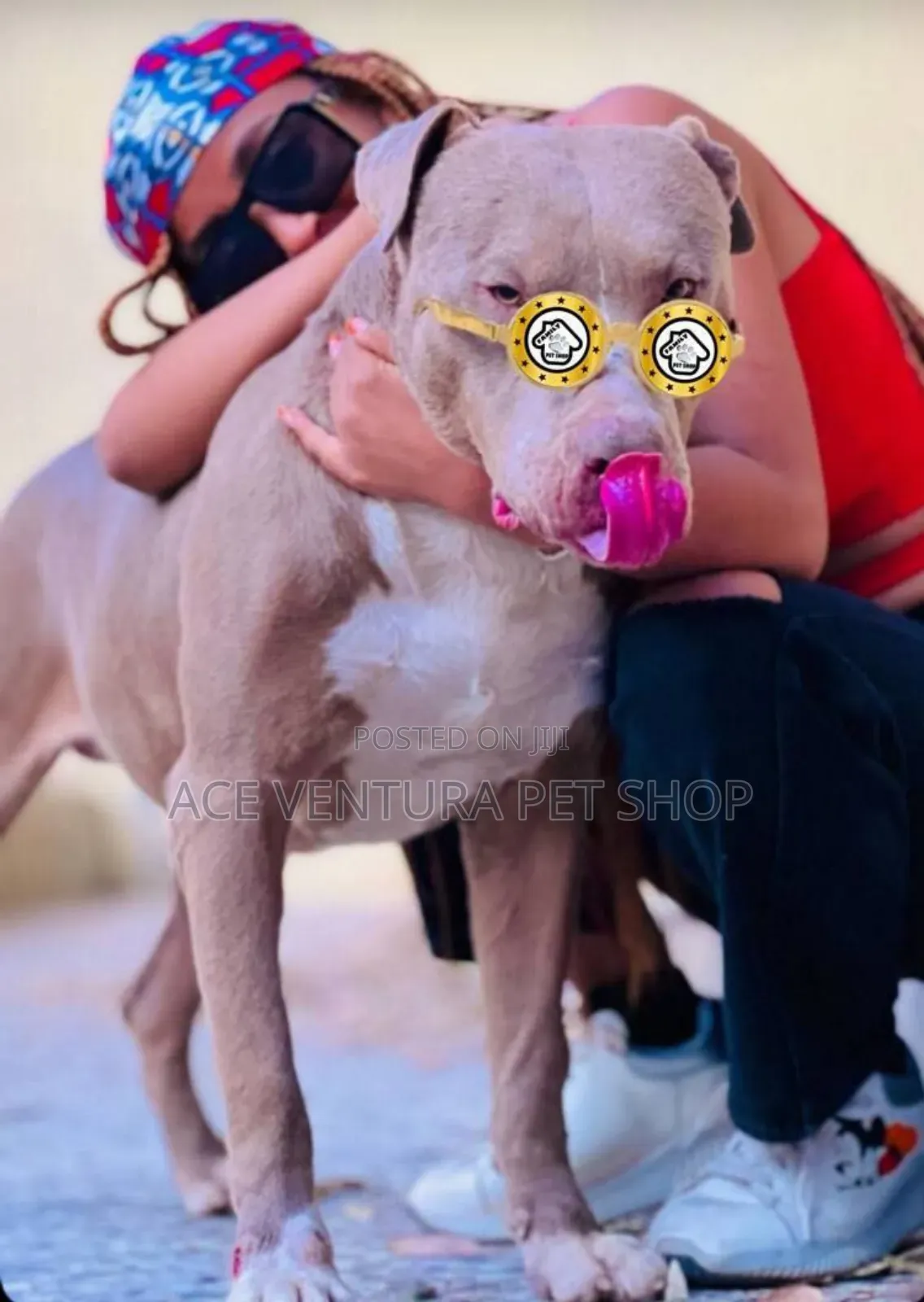 1-3 months Male Purebred American Pit Bull Terrier