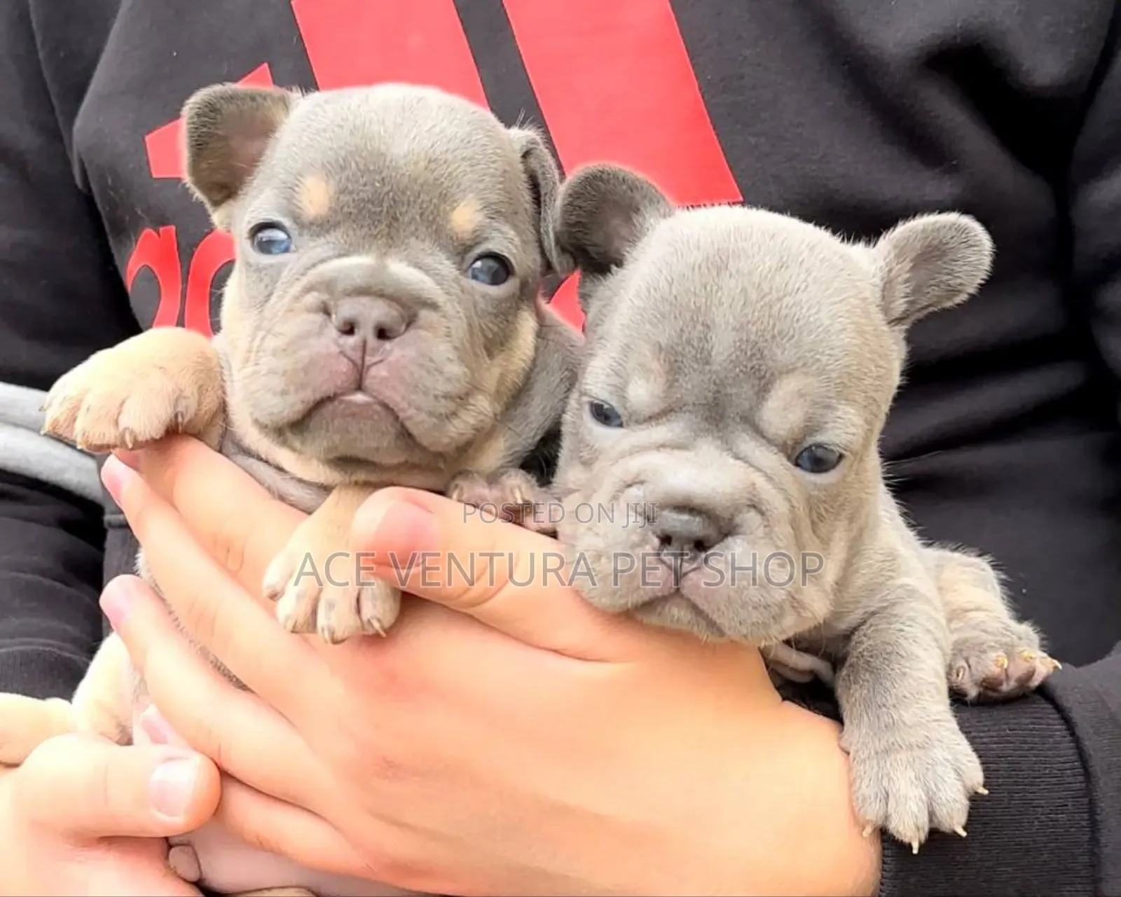 1-3 months Male Purebred American Pit Bull Terrier