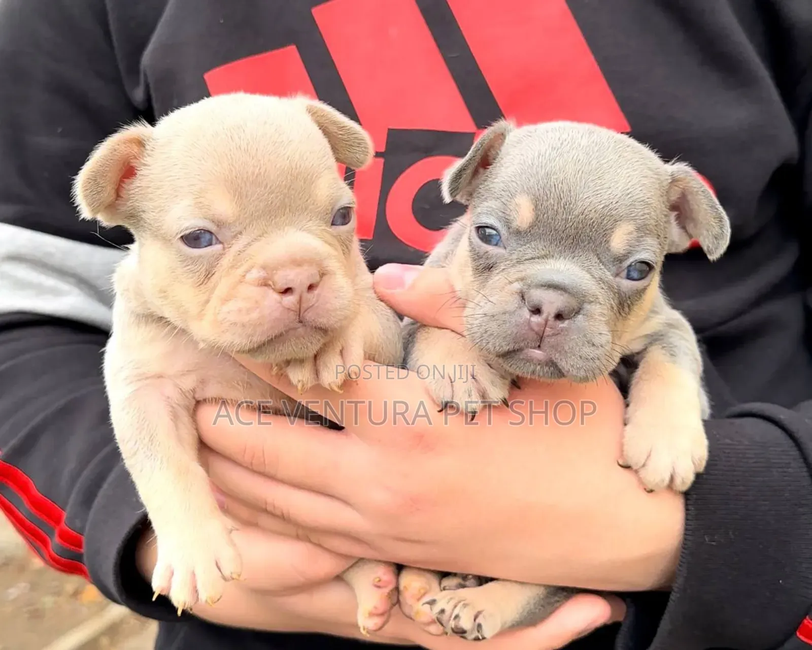 1-3 months Male Purebred American Pit Bull Terrier