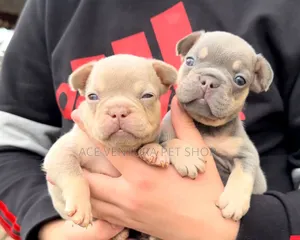 1-3 months Male Purebred American Pit Bull Terrier