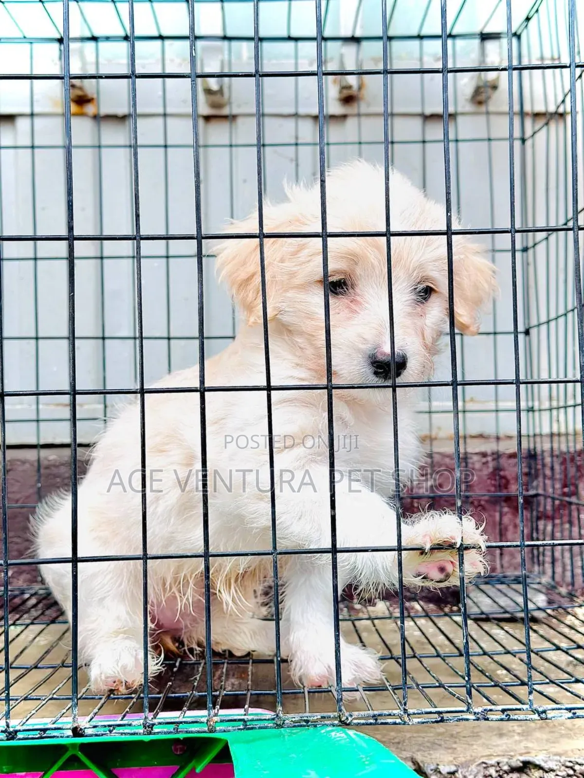 1-3 months Male Purebred Maltese