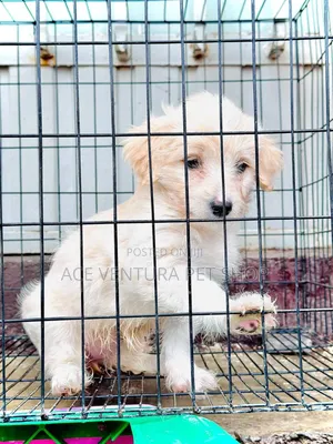 Photo - 1-3 months Male Purebred Maltese