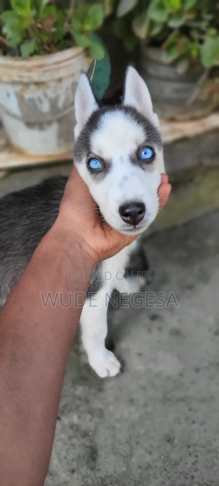1-3 months Male Purebred Siberian Husky