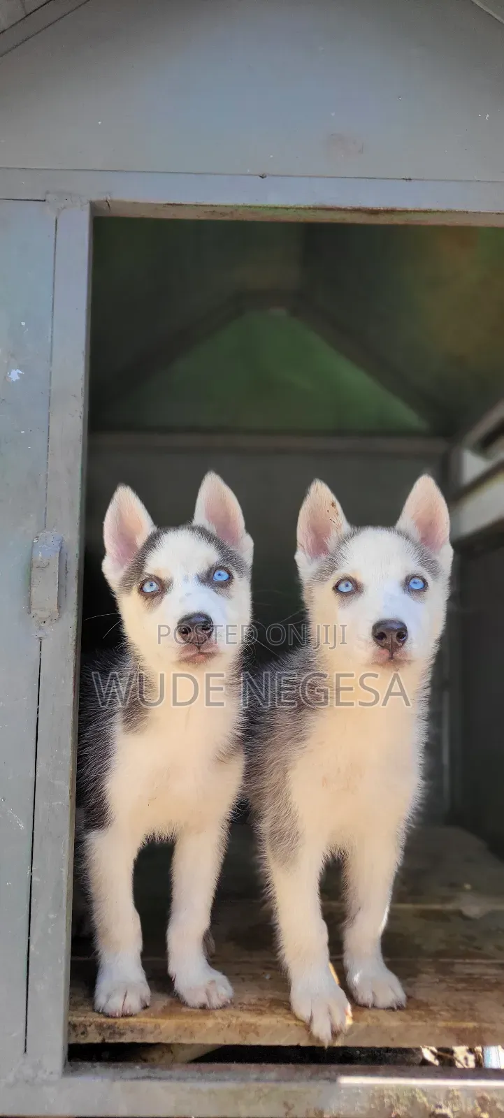 1-3 months Male Purebred Siberian Husky