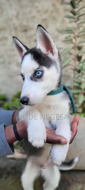 1-3 months Male Purebred Siberian Husky