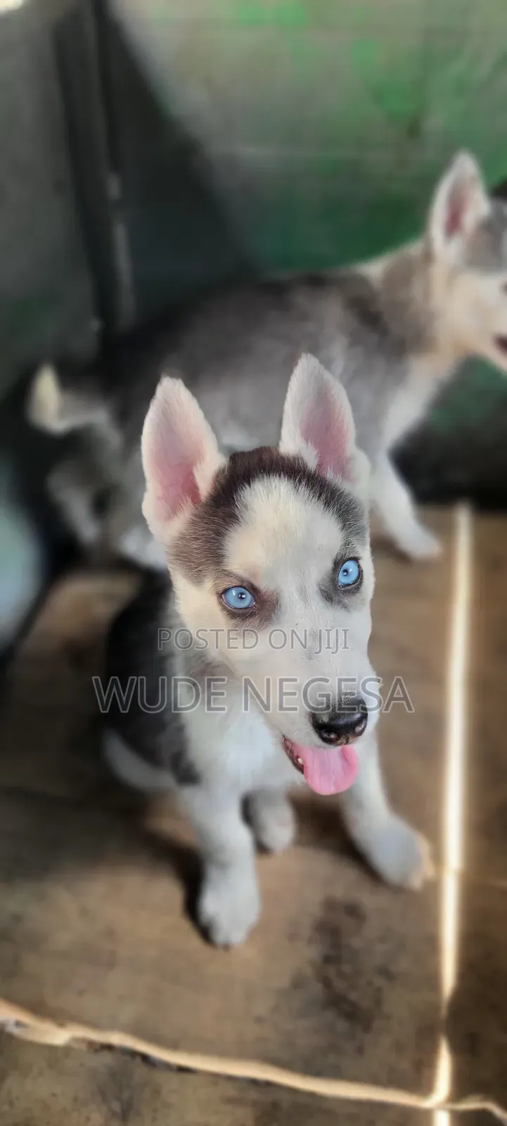 1-3 months Male Purebred Siberian Husky