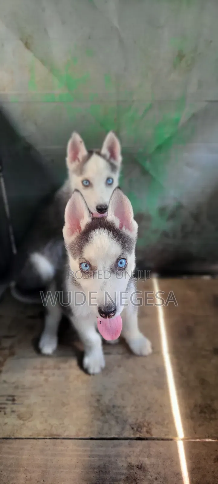 1-3 months Male Purebred Siberian Husky
