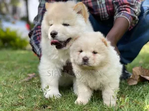 1-3 months Male Purebred Chow Chow